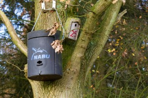 Mit künstlichen Fledermaushöhlen greift der Nabu Neumünster den Fledermäusen im Einzugsraum des Waldgebietes Hölle bei Bönebüttel unter die Flügel. Seltene Arten wie die Bechsteinfledermaus finden hier Unterschlupf und haben sich erfolgreich angesiedelt. 