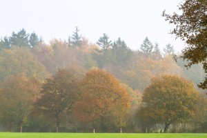 Wälder mit besonderen Artenschutzfunktionen genießen auch bei der Planung von Windkraftanlagen eine besondere Beachtung, die nicht nur Großvögel wie etwa den Rotmilan als Brutvogel oder seltene Fledermausarten, berücksichtigt. 