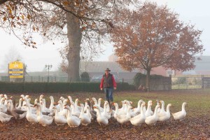 Abends geht es für die Gänseschar von Sven Voigt aus Tasdorf in den Stall. Dort sind die Gänse sicher vor dem Fuchs. Das kennt das Federvieh. Ein dauerhafter Stallaufenthalt wäre allerdings mit Stress für die Tiere verbunden, meint Voigt. 