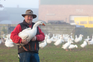 Gänsehalter Sven Voigt aus Tasdorf bleibt gelassen. Zwar müsse das neue Vogelgrippevirus H5N8 besonders in Großbeständen ernst genommen werden, so bösartig wie der Vorgänger H5N1 ist das neue Virus allerdings offensichtlich nicht. 