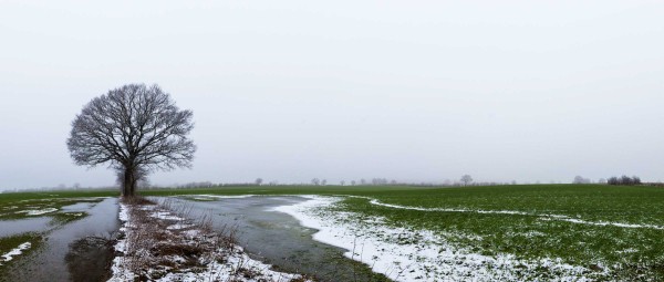 Vielerorts ist das Wasser wie hier bei Großharrie in Senken stehengeblieben. Die Schäden am Getreide halten sich allerdings in Grenzen.