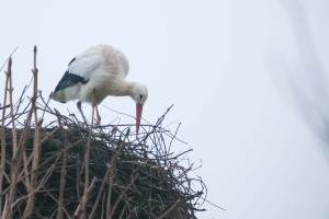 Nicht zum ersten Mal kehrte wie jetzt  am 17. Februar ein Storchenmännchen bereits Mitte Februar nach Großharrie zurück. 