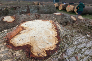 Achtung, kein Brennholz! Besonderheiten im Wuchs, wie solche außergewöhnlichen Maserungen, sind bei den Herstellern von Furnieren oder Schloßdielen gesucht. Auch Möbelbauer suchen immer wieder Besonderheiten, etwa für erlesene Tischplatten. 