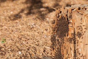 Gern bauen die Ameisen ihr Nest rund um einen Baumstumpf. Bis zu 800000 der emsigen Krabbeltiere können in einem Nest leben. Jetzt wird das größte Nest Schleswig-Holsteins gesucht. 