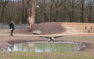 Dietmar Damm mit Weißkopfseeadler Yukon bei der Wasserarbeit. Das Greifen von Beute aus neuen Teich der Anlage muss Yukon erst einmal lernen. 