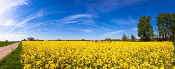 Der Raps hat sich auf den Feldern von Hans-Henning Möllhoff gut entwickelt. Die Blüte zeigte sich hier in Schillsdorf früh im Mai. 