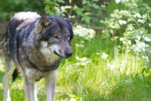 Begrüßter Heimkehrer oder verhasster Feind? Die Rückkehr der Wölfe löst nicht überall Freude aus. Besonders Schafhalter sind in Aufruhr.(Gehege Eekholt) 