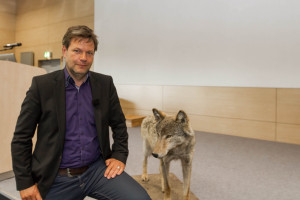 Beim Wolf sitzt Umweltminister Dr. Robert Habeck zwischen zwei Stühlen. Als Umweltminister dürfte er sich über die Rückkehr der Wölfe freuen. Dem Landwirtschaftsminister bereitet der Großräuber Kopfschmerzen. 