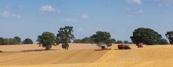 Regenfronten, dunkle Wolken und kurze Erntefenster begleiten die Getreideernte in Schleswig-Holstein