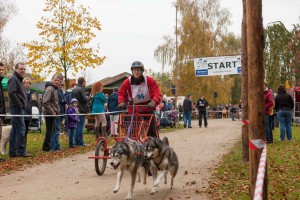 Ob mit ein, zwei oder mehr Hunden vor dem Rad, Scooter oder wie hier vor dem Rollwagen, die Rennen im Erlebniswald begeisterten Teilnehmer wie Zuschauer gleichermaßen. 