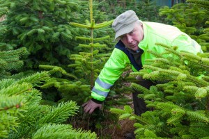 Der Ausfall kann bis zu 40 Prozent betragen, sagt Joachim Loop. Frost, Läuse, Rehe oder wie hier von Mäusen angefressene Wurzeln, können die Bäume schädigen und im Wachstum bremsen