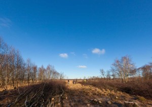 Das Dosenmoor gehört zu den wertvollsten Moorgebieten Schleswig-Holsteins. Der Charakter der vielfältigen Moorlandschaft soll nicht nur erhalten, sondern durch die Wiedervernässung verbessert werden. 