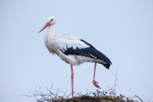 Der in Großharrie angekommene Storch mit der Ringnummer P 144 Helgoland ist trotz einer Schnabelverletzung gut genährt aus dem Winterquartier zurückgekehrt.  