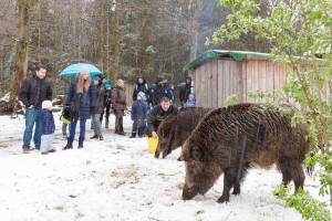 Ihre Frischlinge hatte eine der Wildschweinbachen zum Futterbesuch bei Betreuer Marcel Zickermann bei den Schwestern im Kindergarten gelassen. Auch ein ausgewachsener Keiler ließ sich das Getreide zur Freude der Besucher schmecken. Mit Marcel Zickermann, den die Wildschweine gut kennen, durften die Besucher fast bis auf Tuchfühlung heran. 