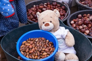 Leckere Eicheln für die Wildschweine und Hirsche im Erlebniswald. Ein kleines Mädchen brachte sogar ihren Teddybär als Helfer mit