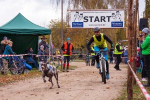 In der offenen Klasse dürfen auch Zughunde wie dieser Jagdhund zeigen, was in ihnen steckt.  Für die Teilnehmer auf dem Rad heißt es dabei kräftig in die Pedalen zu treten, um mit den Hunden mithalten zu können 