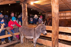 Am Bethlehemstall begrüßten Esel, Kuh und Schafe die Besucher und ließen sich von dem bunten Treiben nicht aus der Ruhe bringen 