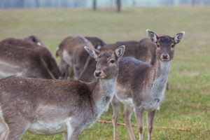 Können Wolf oder ein großer jagender Hund in ein Gatter eindringen, ist ein normales Stück Damwild leichte Beute. Im Fall aus dem Mai auf der Rendswührener Rahe-Ranch konnten Wolf oder Hund als Verursacher nicht bestätigt werden. Daher hieß es jetzt erst einmal: Entwarnung