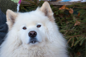 "Bitte den nordischen Hunden, wie hier Samojedenrüde Mancu von Reni Hamann aus Wasbek, nicht in die Augen schauen, es könnte zu spontanen Verliebtheiten kommen", hieß es scherzhaft am Stand des Vereins Samojeden in Not.