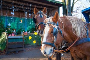 Stimmungsvoll und voller zauberhafter Momente und Angebote, präsentierte sich die 21. Waldweihnacht im Erlebniswald Trappenkamp