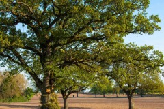 Eichen im Feld südwestlich Wankendorf_gepflegtes Land aus Bauernhand.