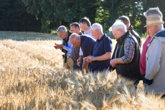 Feldbegehung in Rendswühren. Landwirte tauschen sich aus.