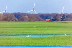 Felder bei Busdorf im Kreis Plön, mit Blick auf den Windpark Alt Bokhorst.