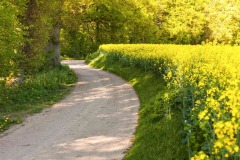 Feldweg_Alt-Bokhorst_Raps triift Wald