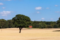 Getreidefelder im Sommer vor der Ernte.