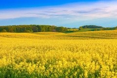 Goldgelbes Rapsfeld bei Löhndorf.