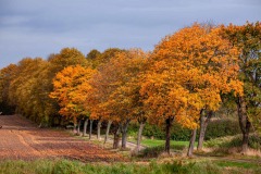 Herbstallee_in_Bokhorst