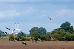 Kraniche_Feld_Stadtwerke_Neumünster_MG_3444