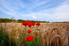 Mohn am Getreidefeld