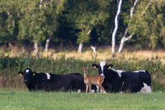 Wildnis trifft Landwirtschaft. Ein Rehbock in der Rinderherde.