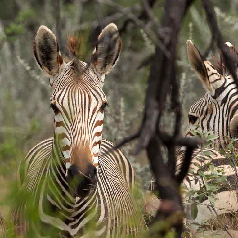 21°49´22,42´´ S – 16°11´23,93´´ O – Namibia Farm & Wildlife – Okapaue