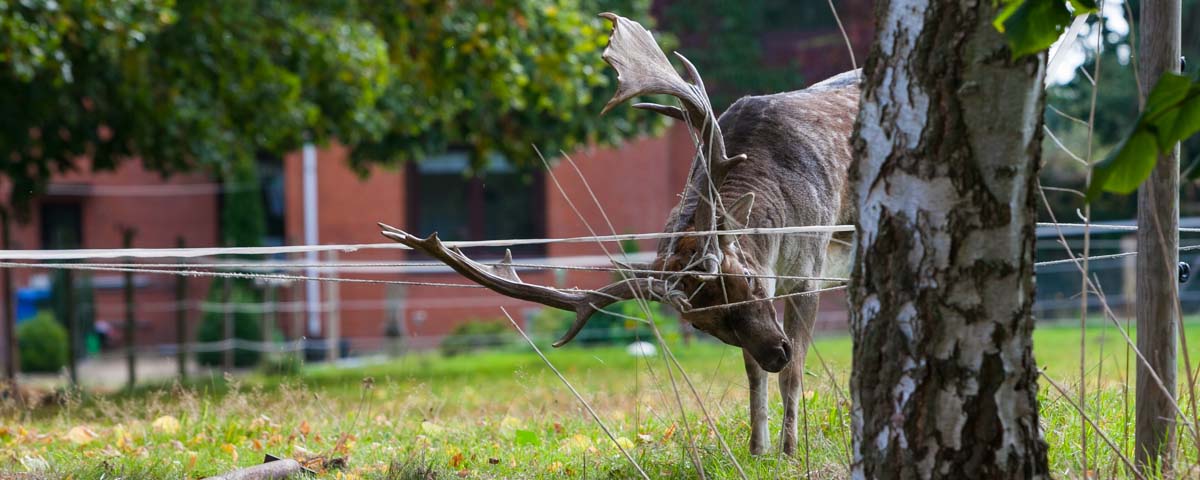 Damhirsch aus dem Dosenmoor starb in Weidezaun – Jäger konnten das Tier nicht mehr retten