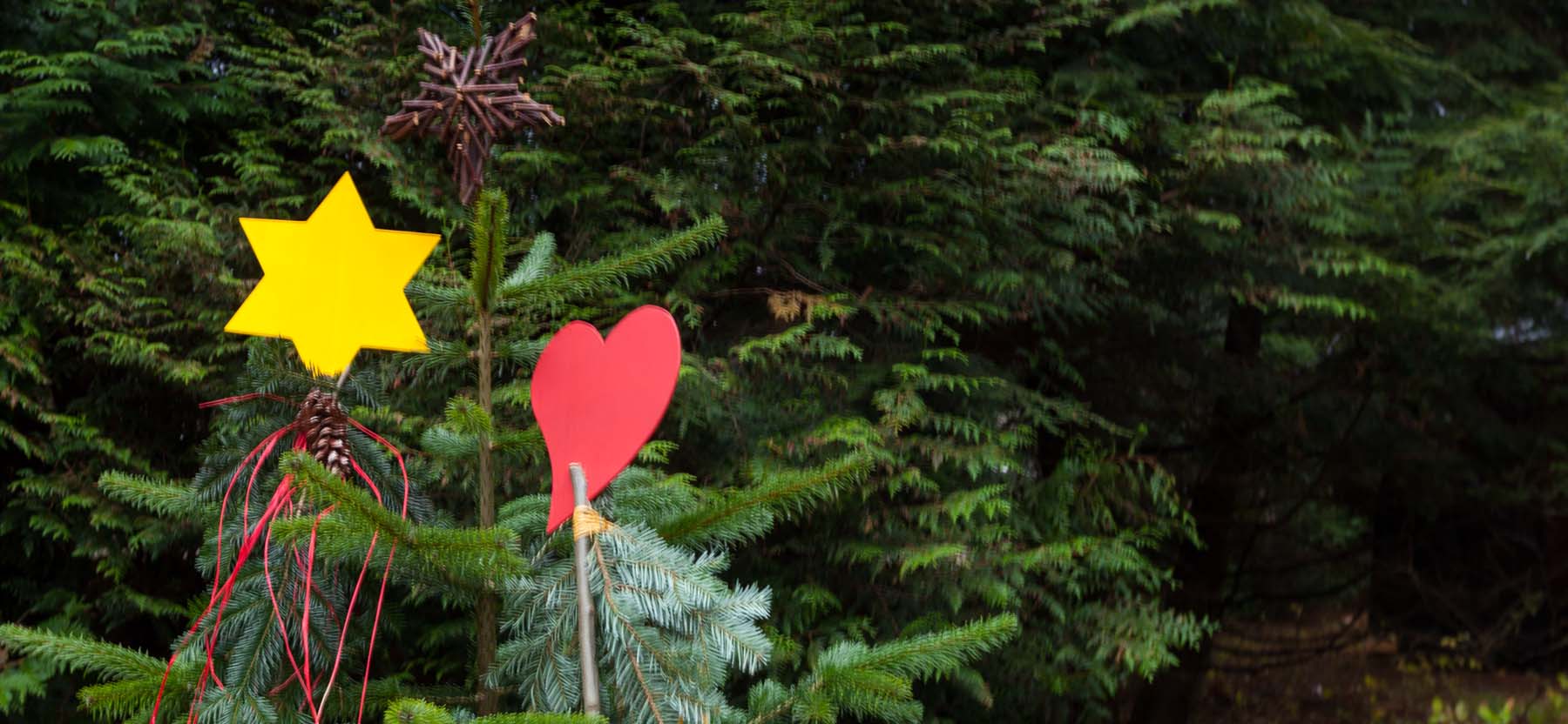 Waldweihnacht mit historischen Elementen – bei der 17. Waldweihnacht im Erlebniswald Trappenkamp führt die Reise dieses Jahr neben Märchenpfad und Wichtelwald ins Mittelalter