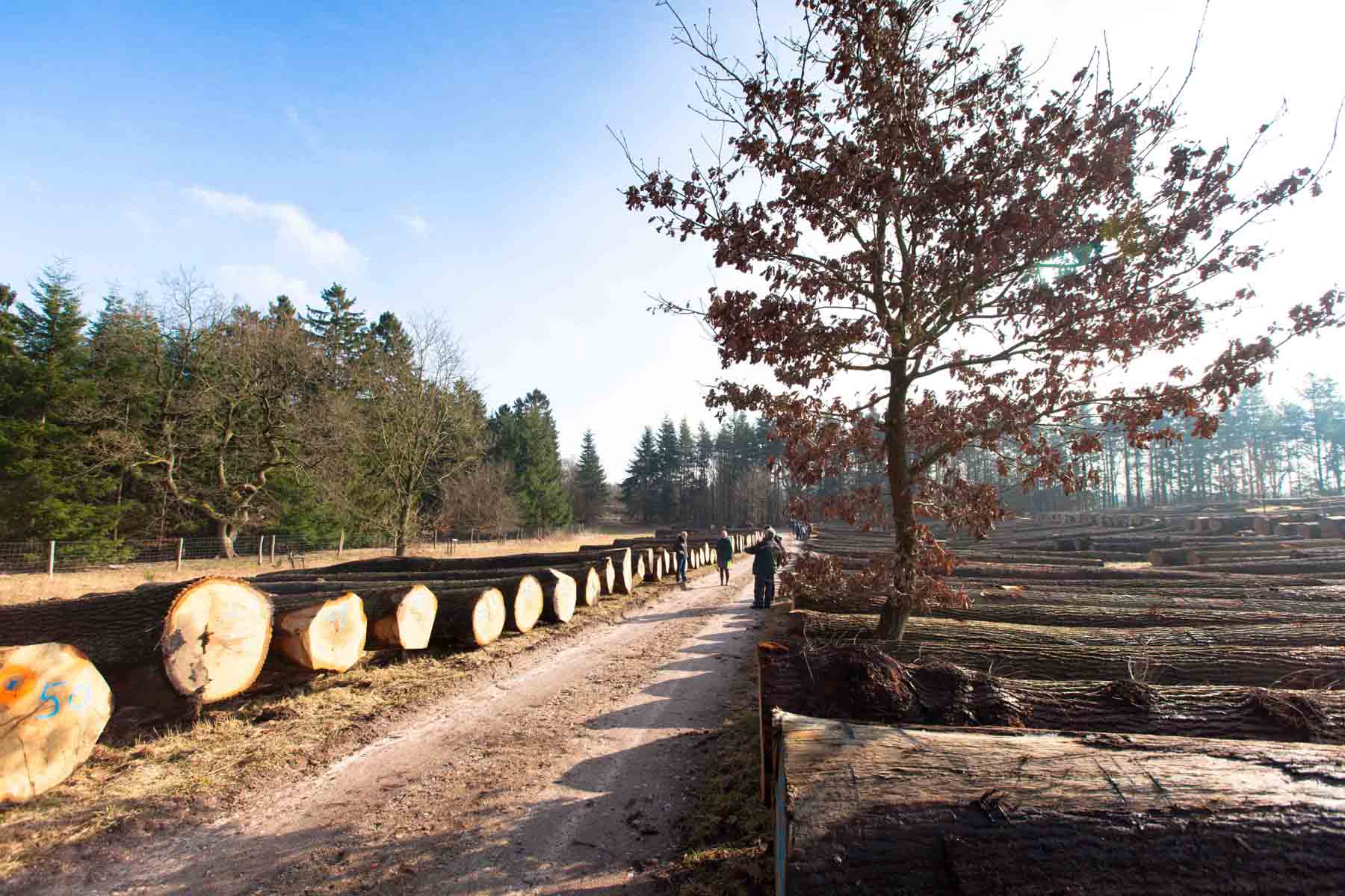 Schleswig-Holstein / Die 42. Wertholzversteigerung in Daldorf schloss mit stabilen Preisen und einem Spitzenergebnis im Abverkauf