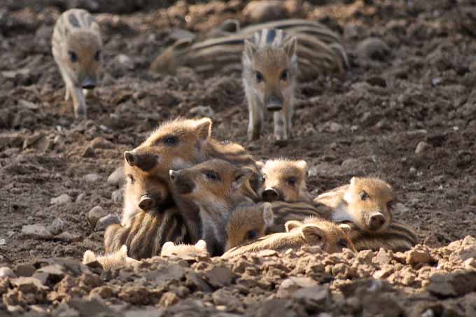 Frischlingsfest im Erlebniswald: Frischlinge lässt die neue Frühlingsmode kalt. Die wenige Tage alten kleinen Wildschweine setzen auf Streifenlook.