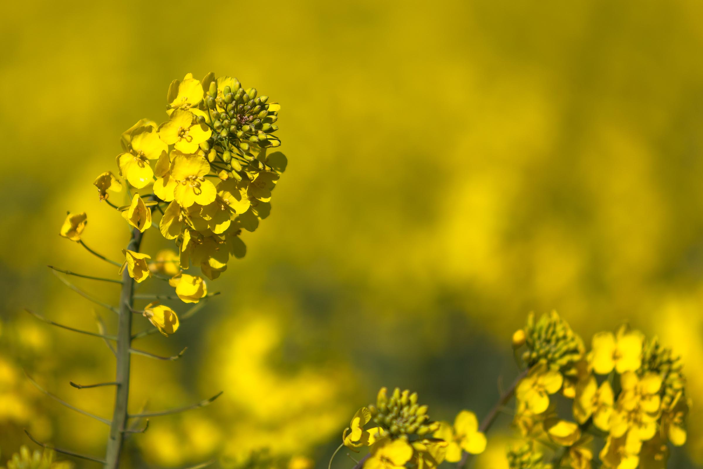 Die Rapsblüte zieht sich wie ein goldenes Osterband übers Land