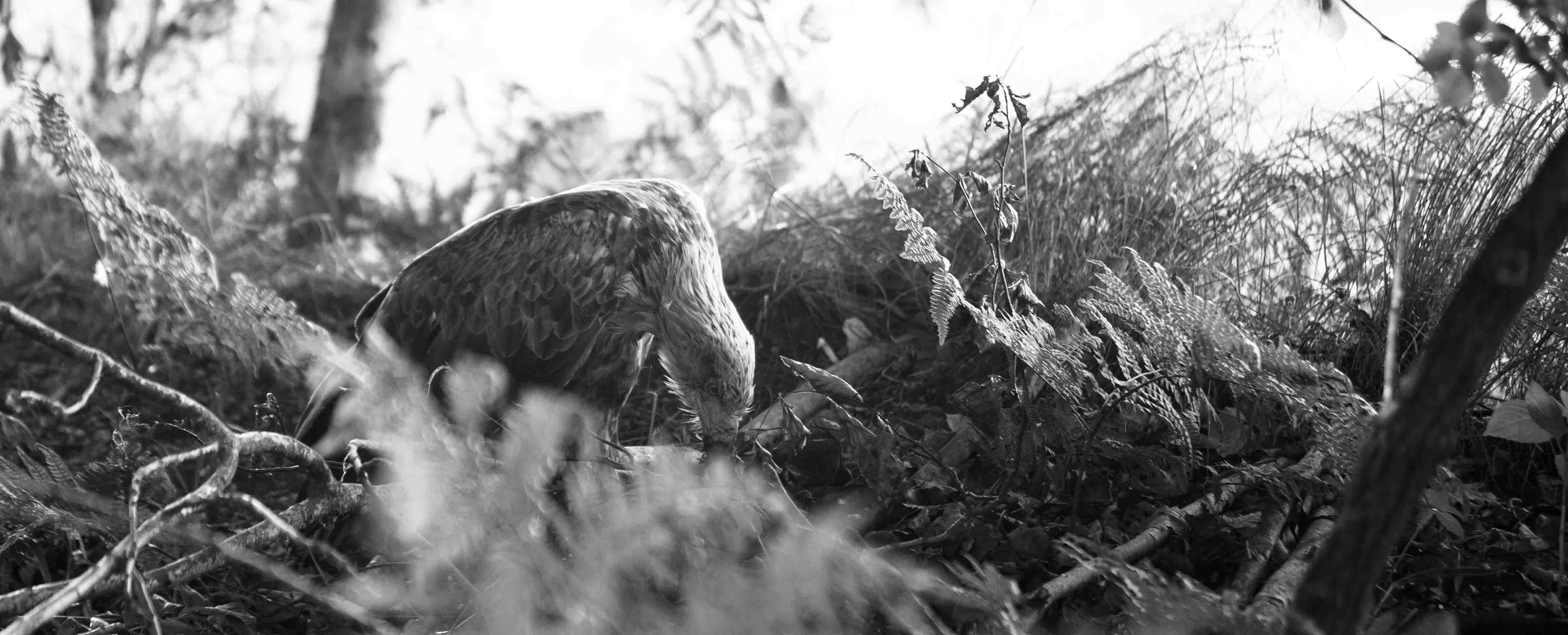 Verletzter Seeadler wog nur noch 2,5 Kilogramm. Großharrieer Jäger konnten Pfingsten einen verletzten Seeadler bergen.