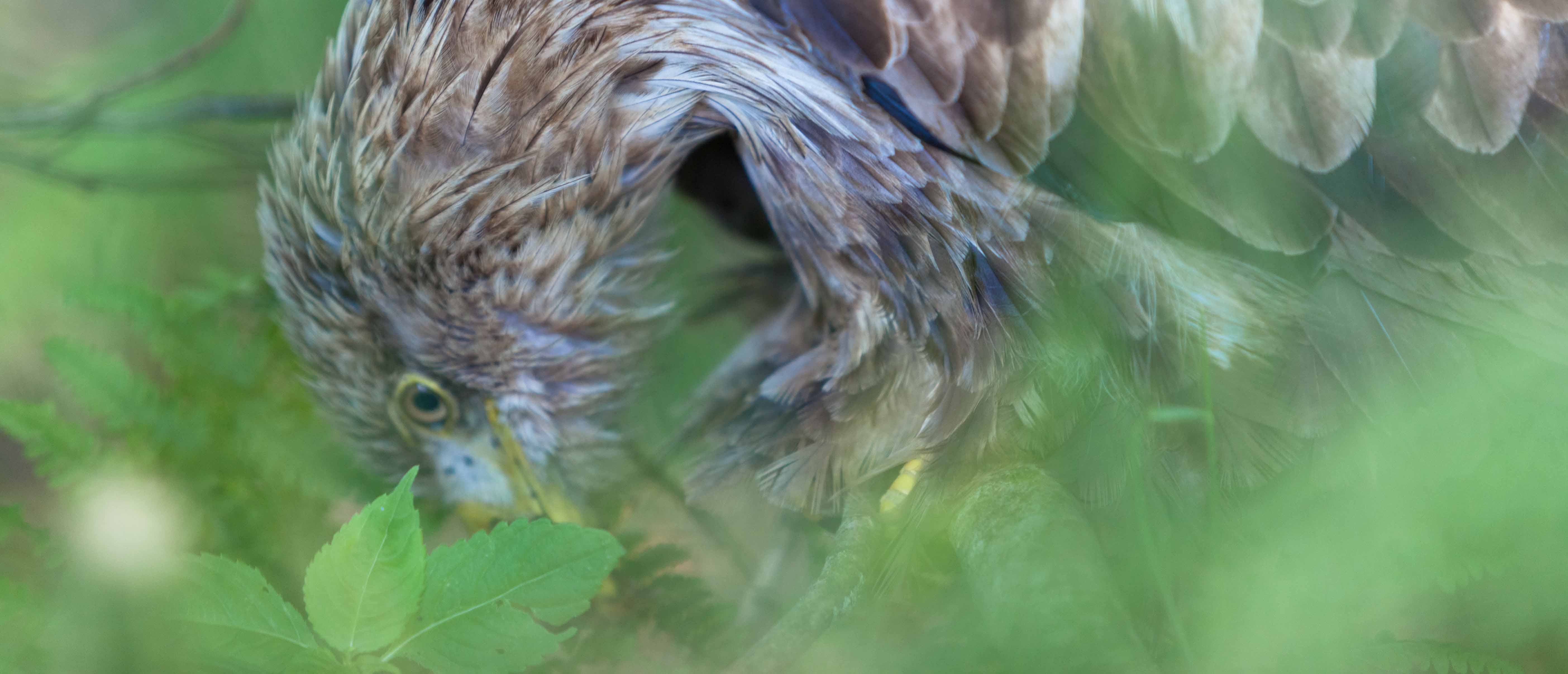 Der verletzte Seeadler aus Großharrie im Kreis Plön ist tot