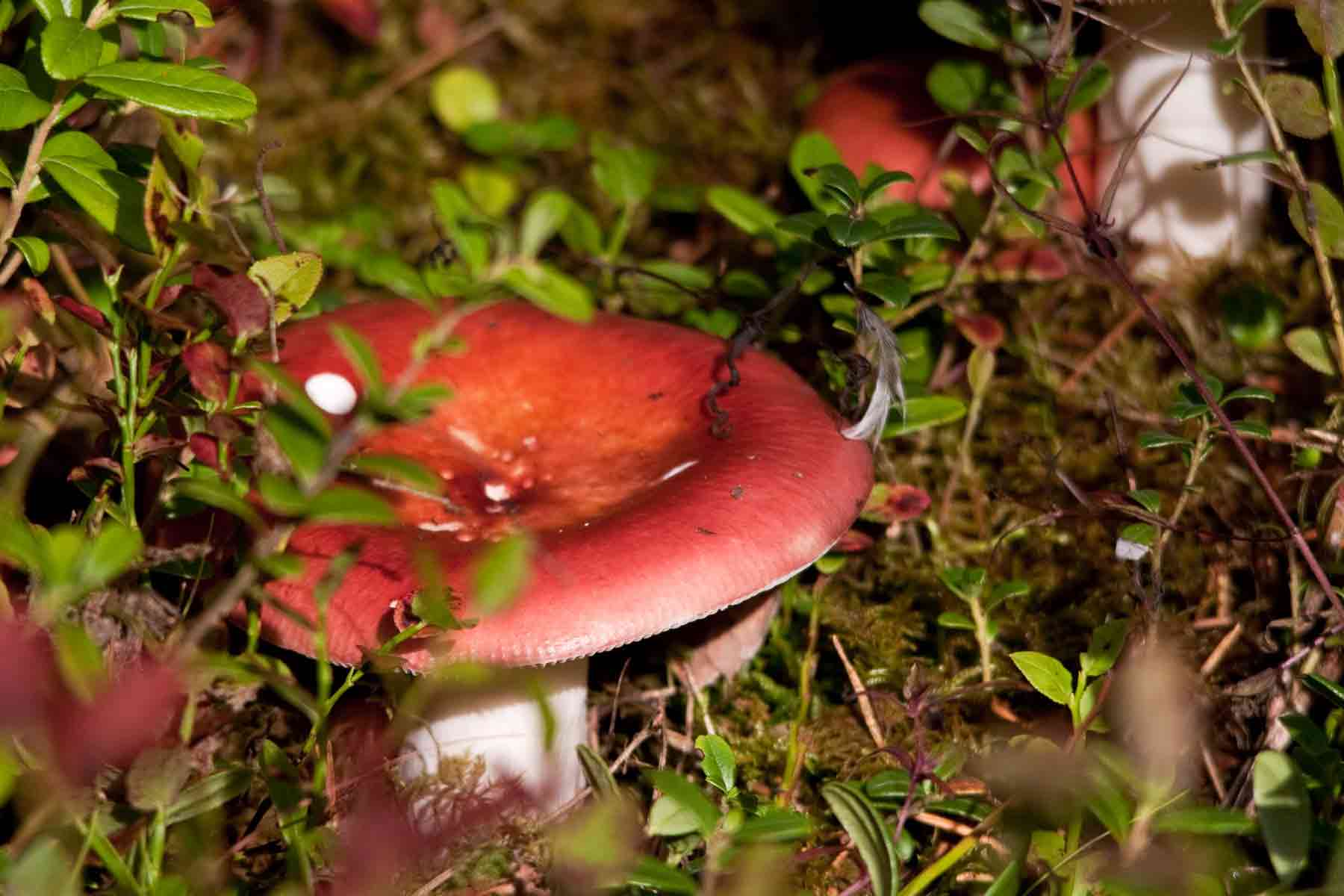 Pilzwanderung im Erlebniswald