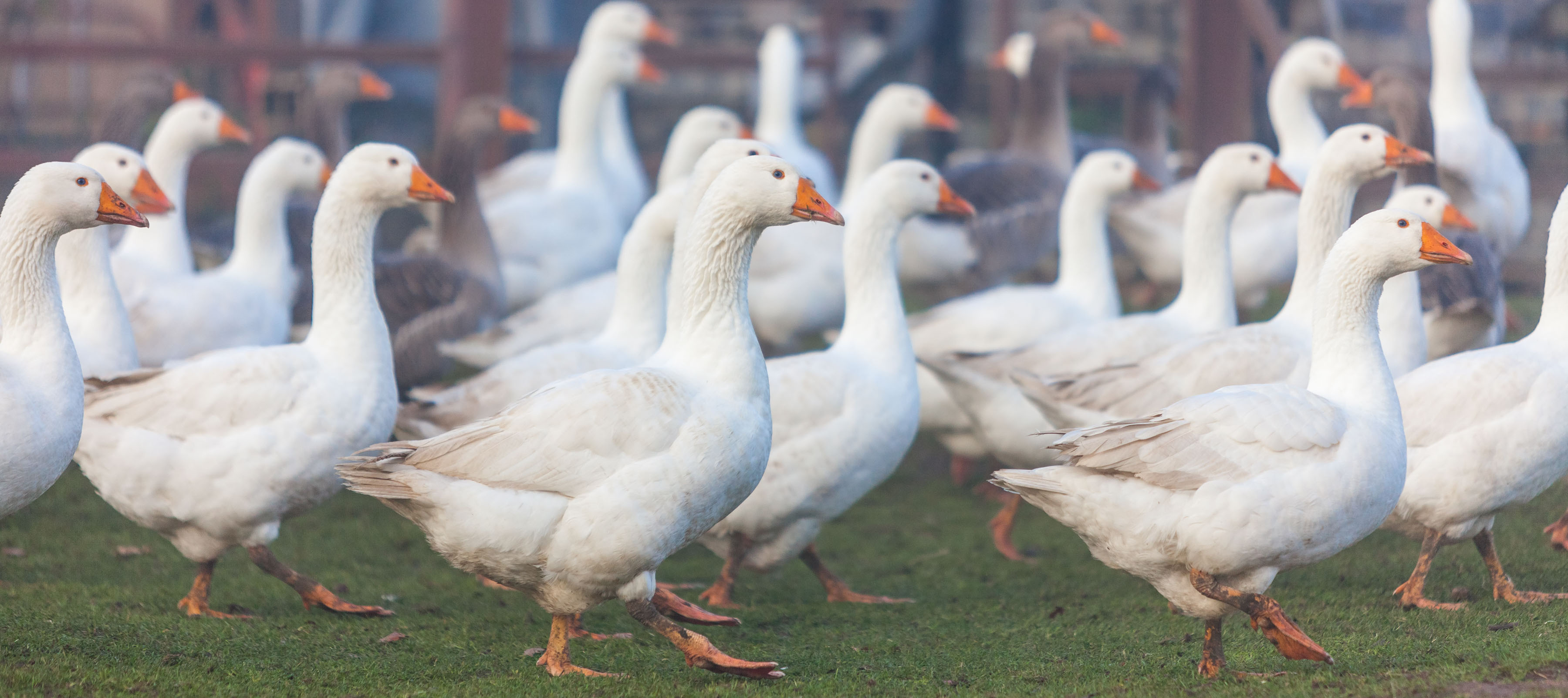 Der neue Vogelgrippevirus H5N8 sorgt für Aufregung im Land – kein Grund zur Panik, meint Gänsehalter Sven Voigt aus Tasdorf bei Neumünster