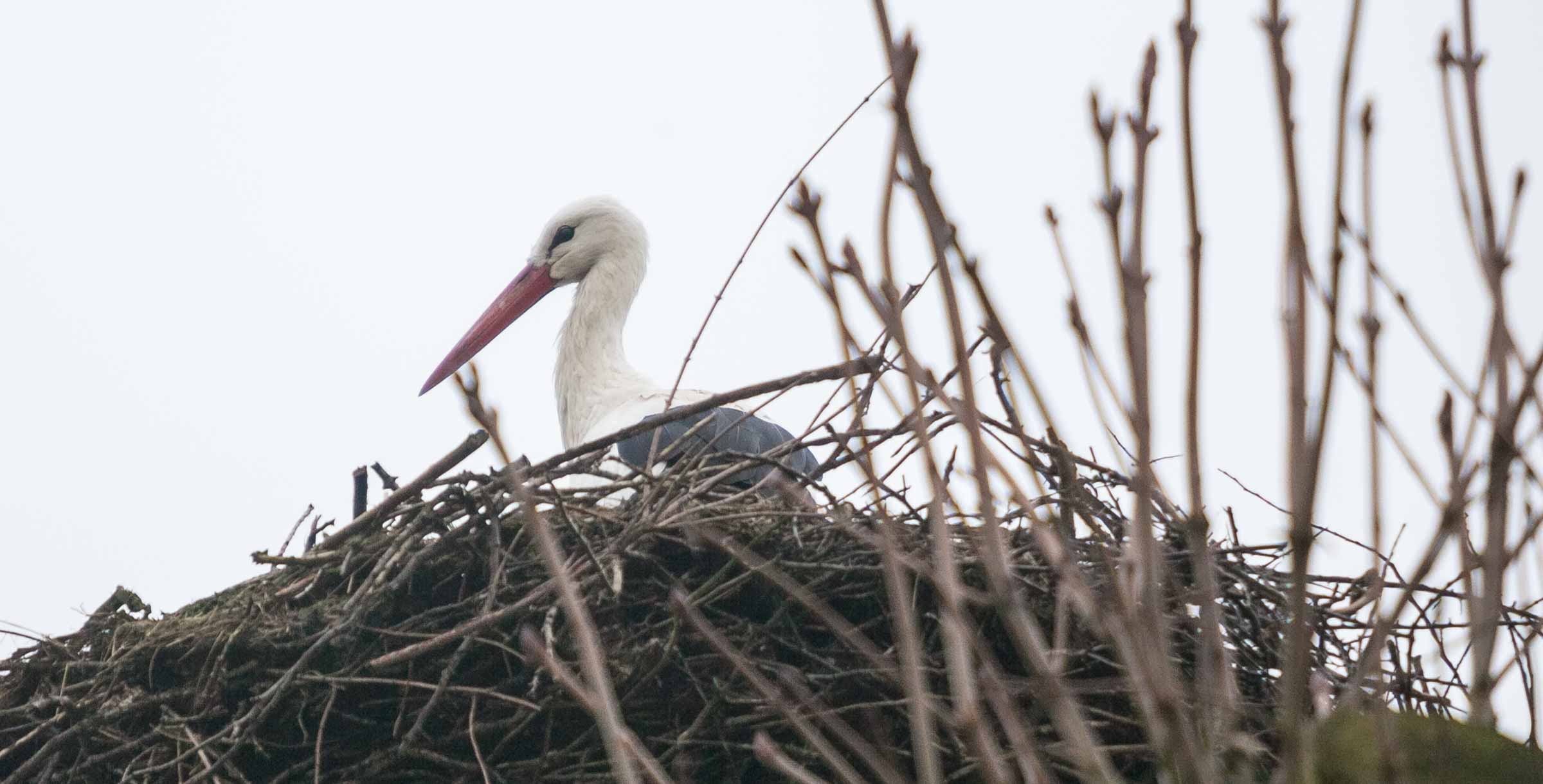 Erste Frühlingsboten kündigen ein zeitiges Frühjahr an – in Großharrie im Kreis Plön ist der erste Storch aus dem Winterrevier zurückgekehrt