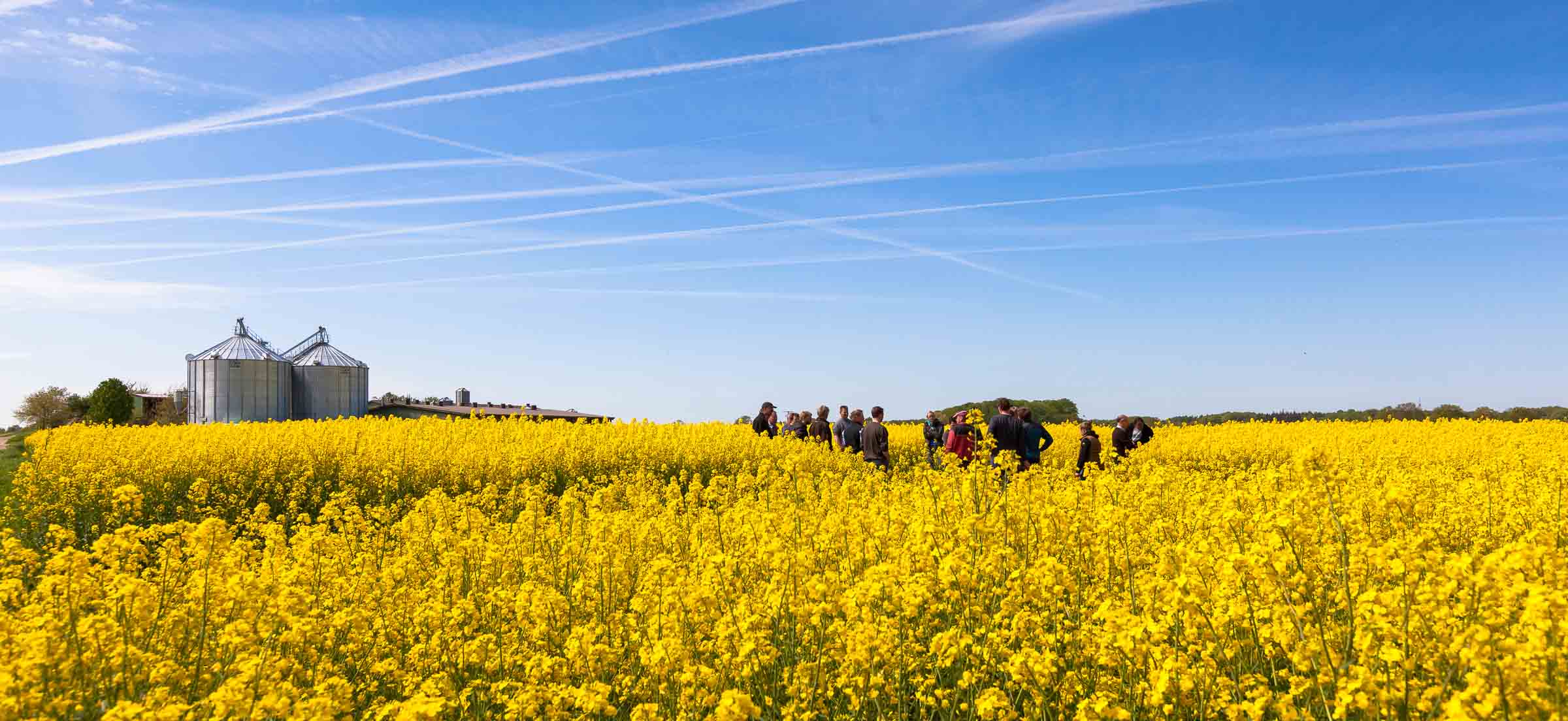 Der Raps blüht früh. Gut zwei Wochen Vorsprung hat das milde Klima Raps und Getreide beschert. Durch die gute Entwicklung kann beim Pflanzenschutz gespart werden