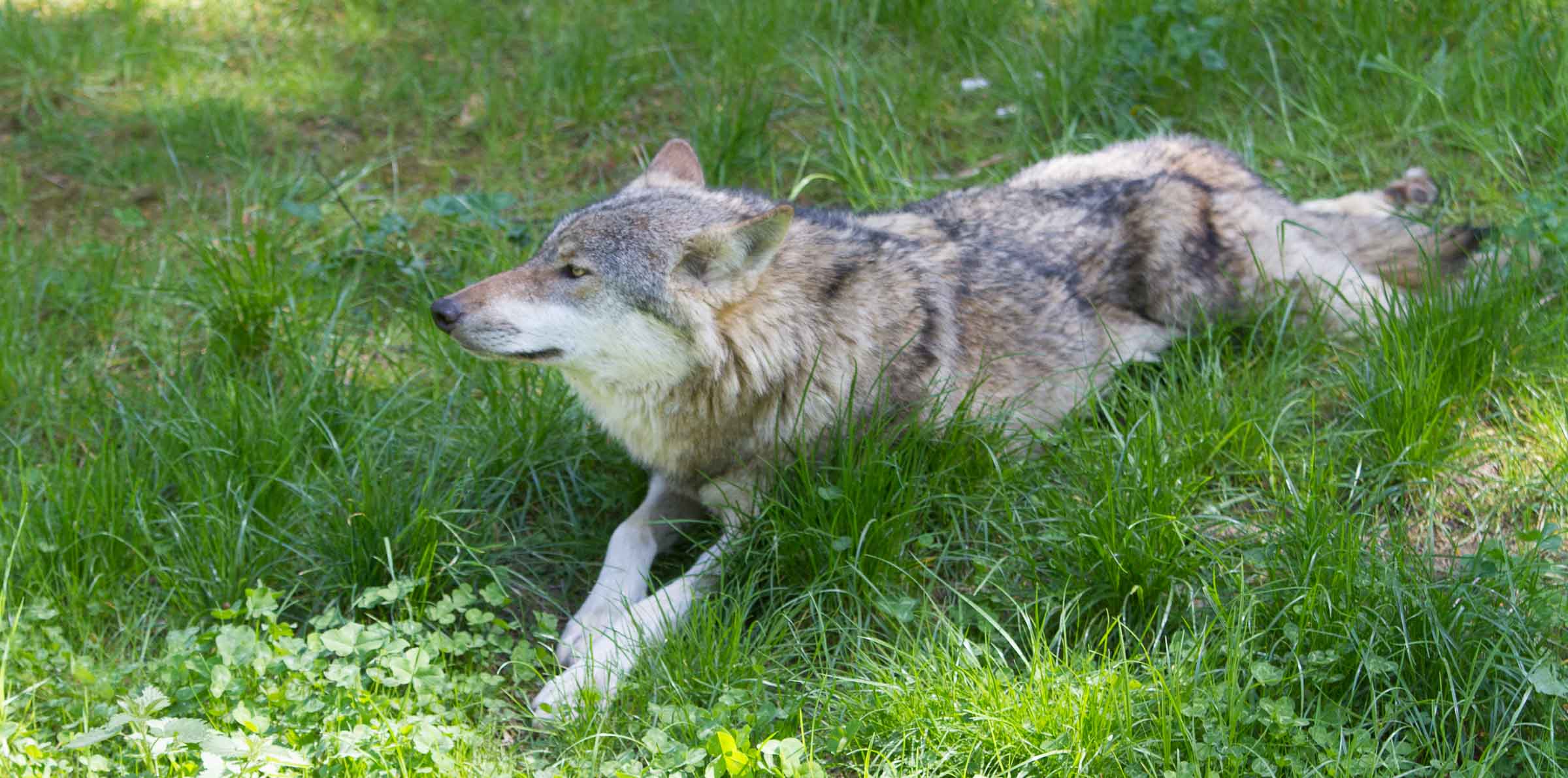 Wölfe in Schleswig-Holstein. Drei junge Wilde beschäftigen das Land. Schäfer sind besorgt.