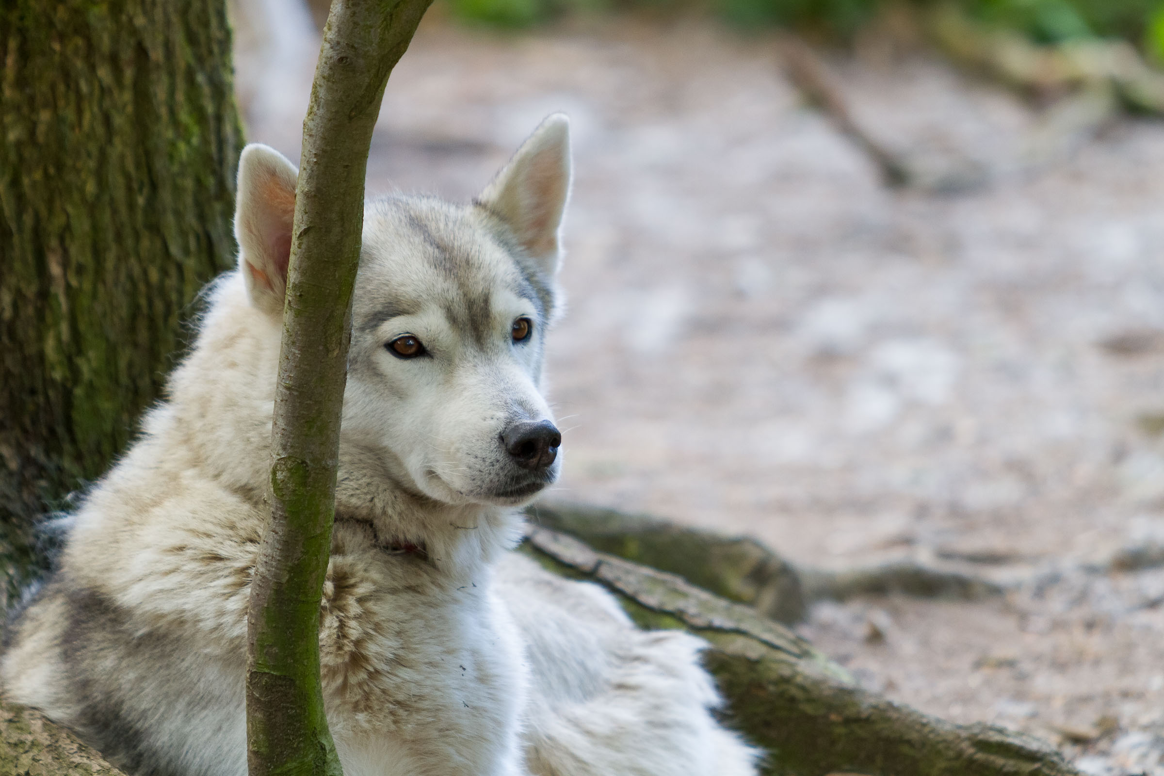 Neuer Kuschelrekord im Trappenkamper Huskylager