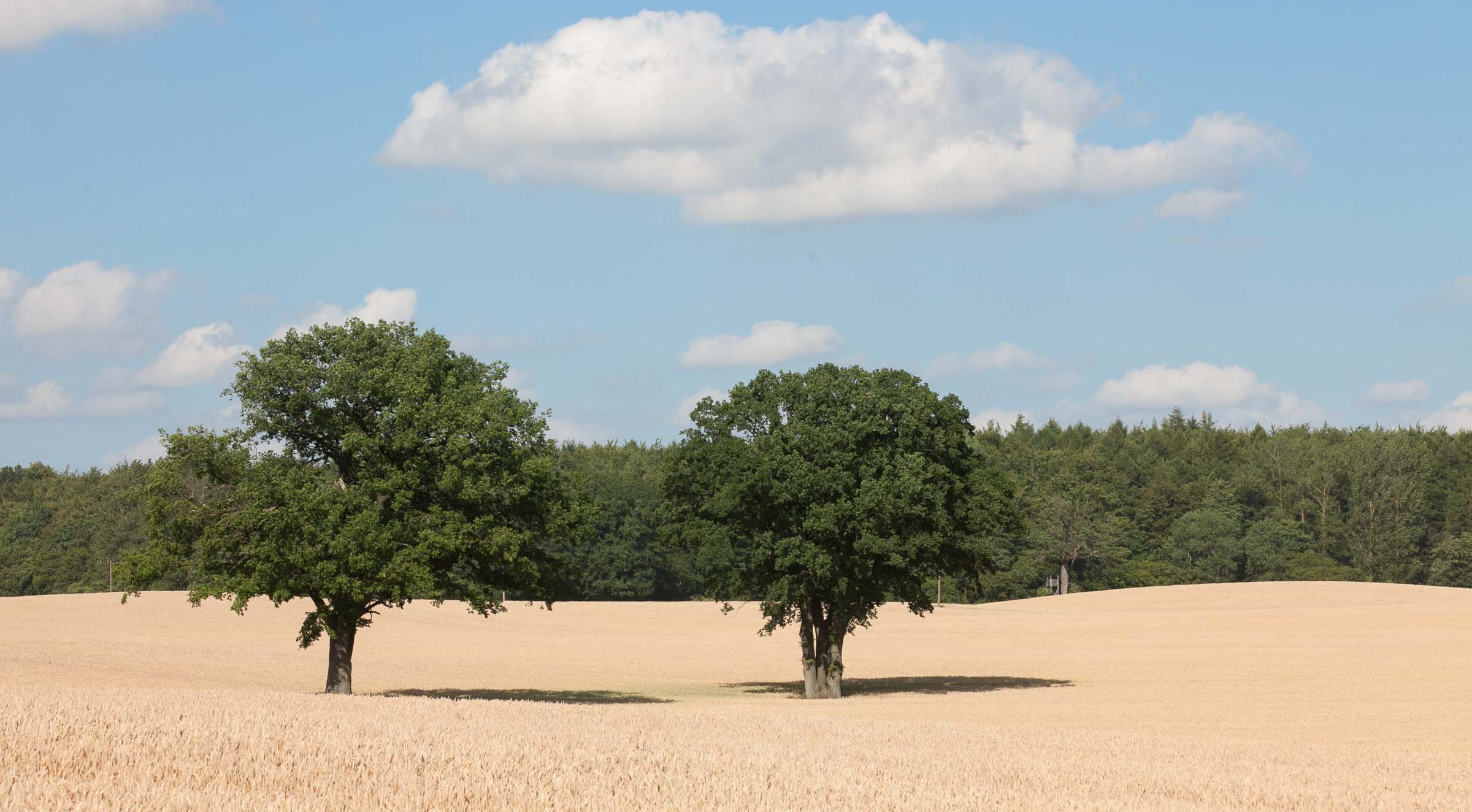 Die Getreideernte hat mit Verspätung begonnen. Kühle Temperaturen und fehlender Regen haben den Erntebeginn nach hinten verschoben