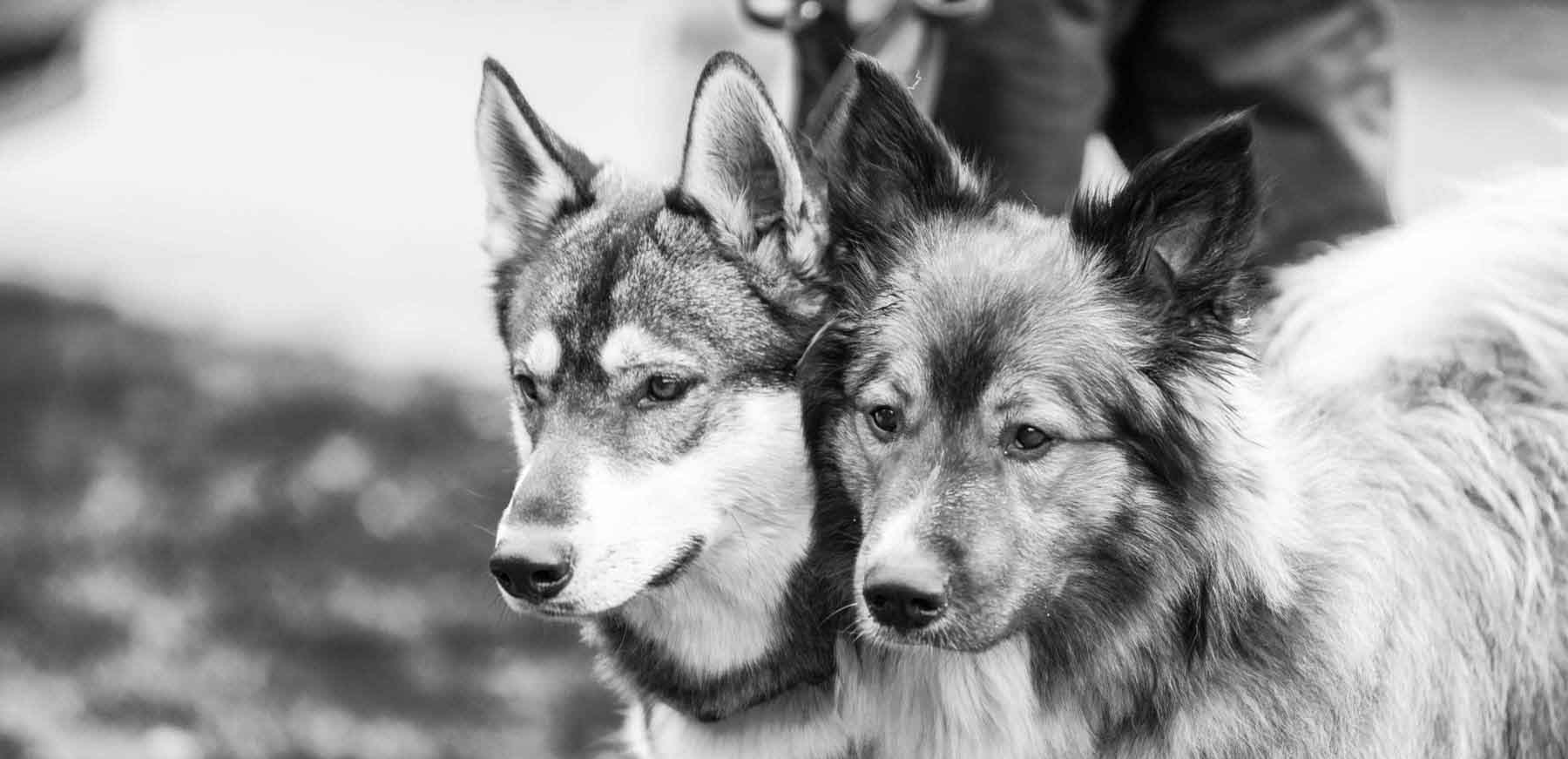 Im Erlebniswald Trappenkamp gingen beim traditionellen Schlittenhunderennen des Schlittenhundevereins Nord e.V. über 100 Gespanne an den Start